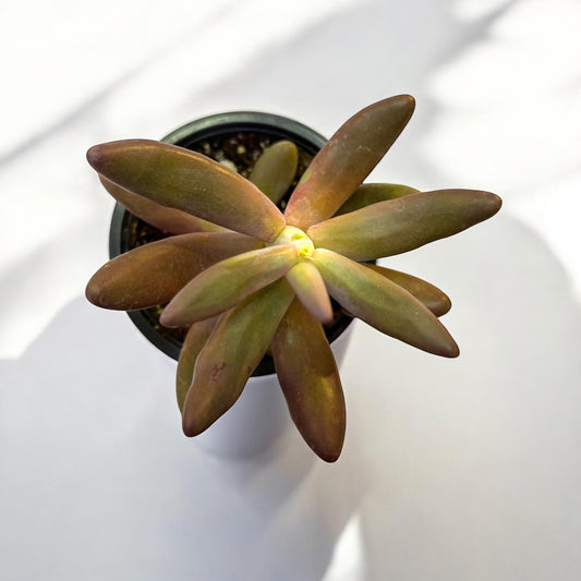 Pachysedum Ganzhov