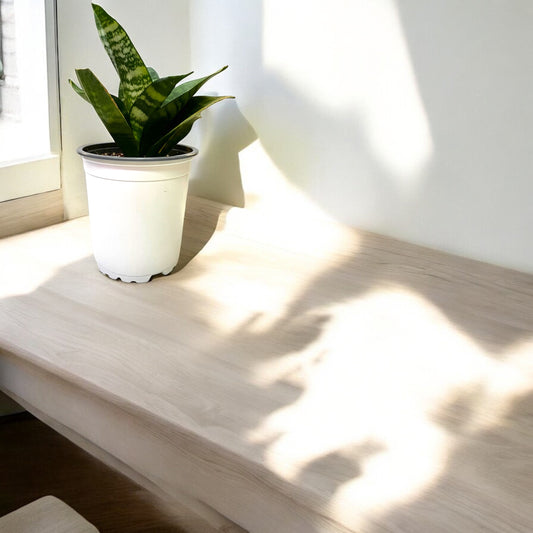 Sansevieria Pagoda
