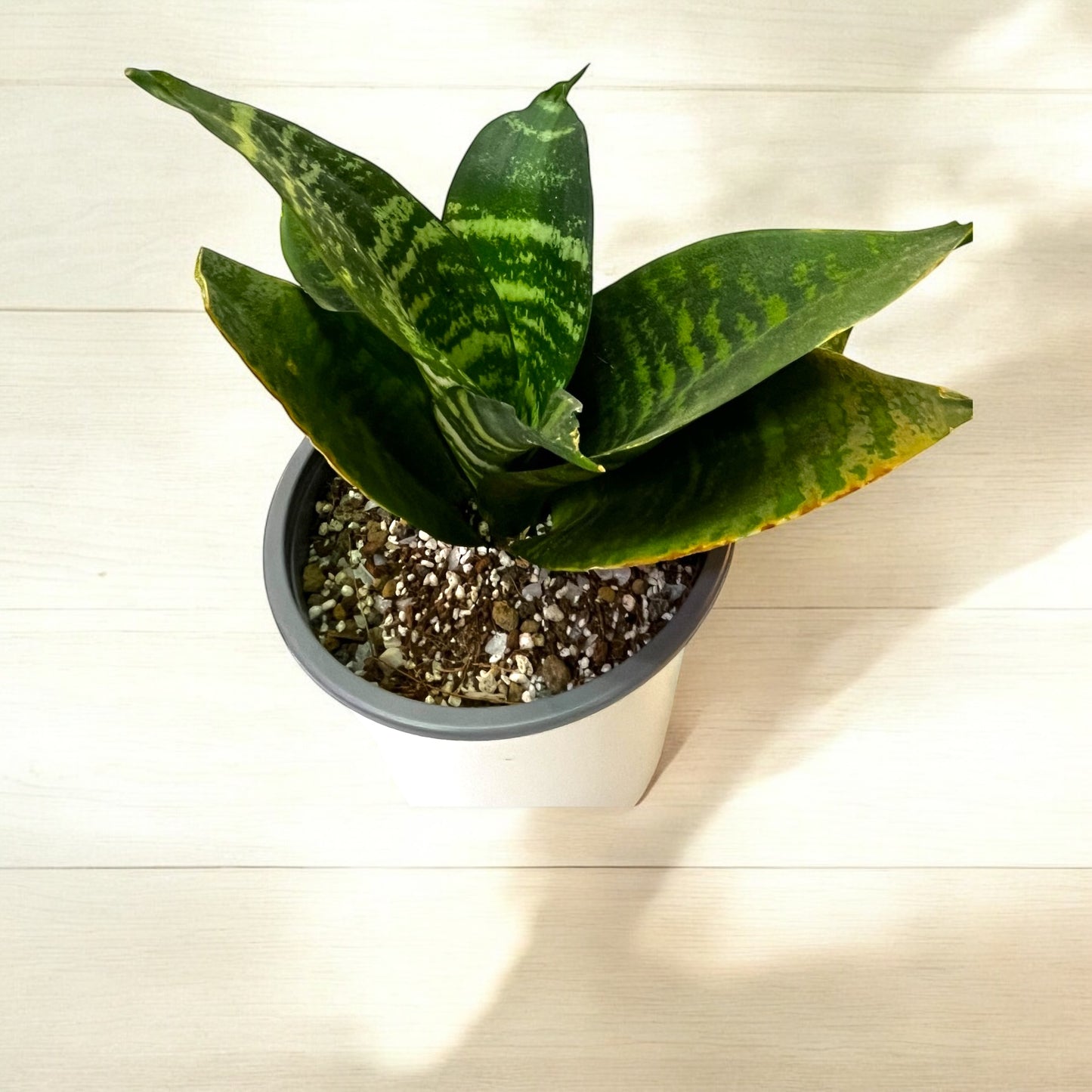 Sansevieria Pagoda