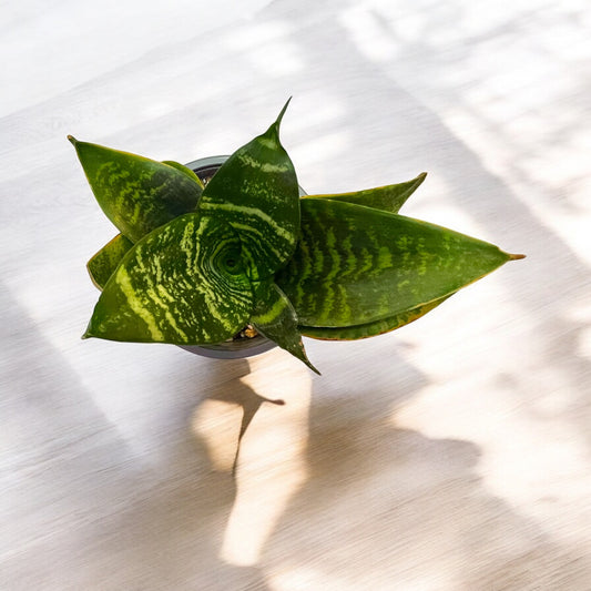 Sansevieria Pagoda