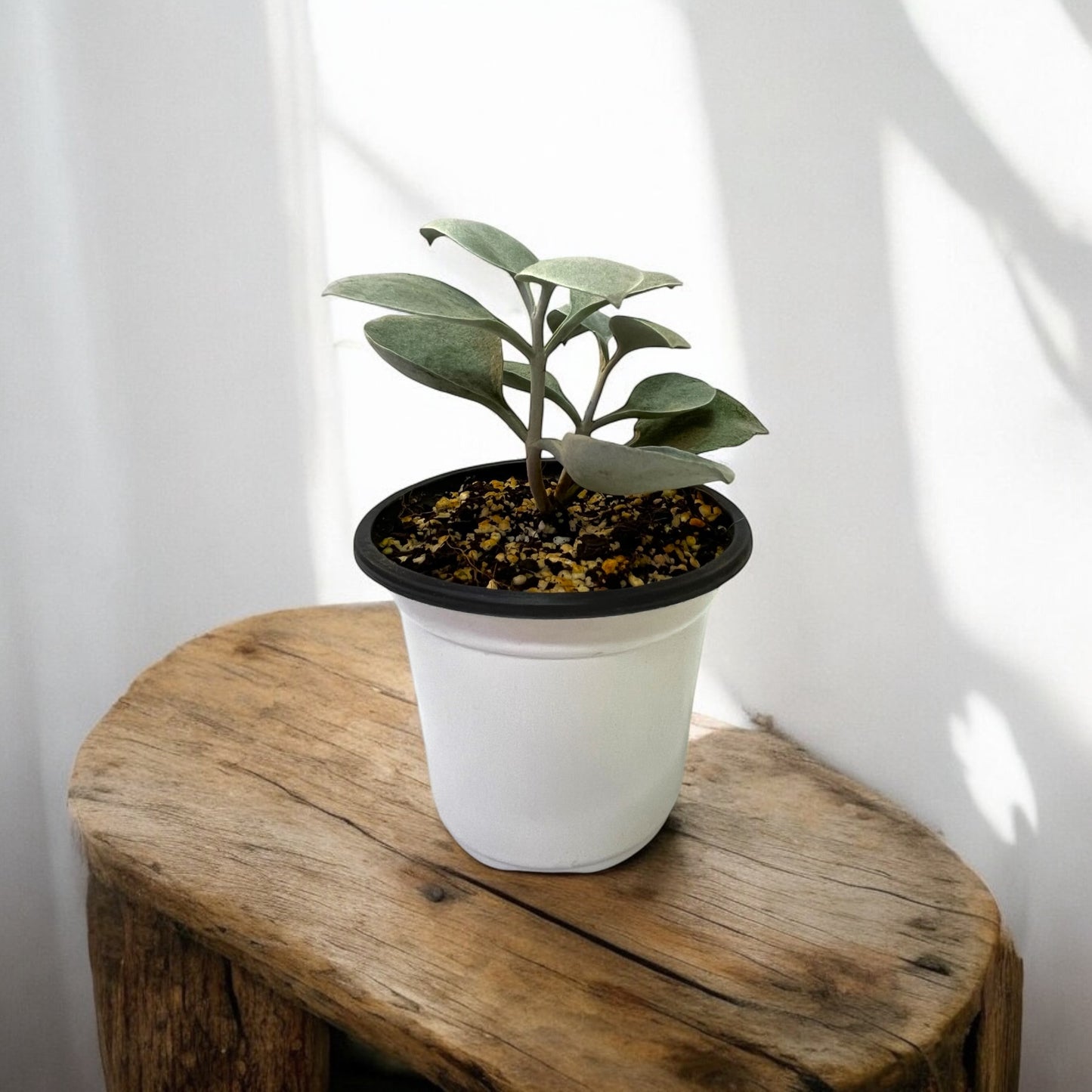 Kalanchoe Orgyalis