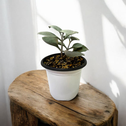 Kalanchoe Orgyalis