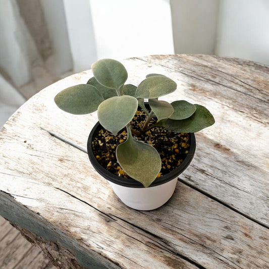 Kalanchoe Orgyalis