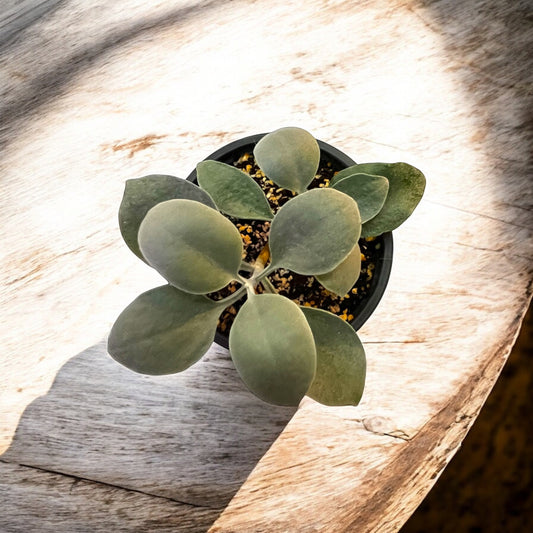 Kalanchoe Orgyalis