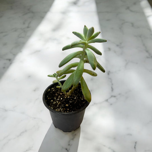 Graptosedum Francesco Baldi