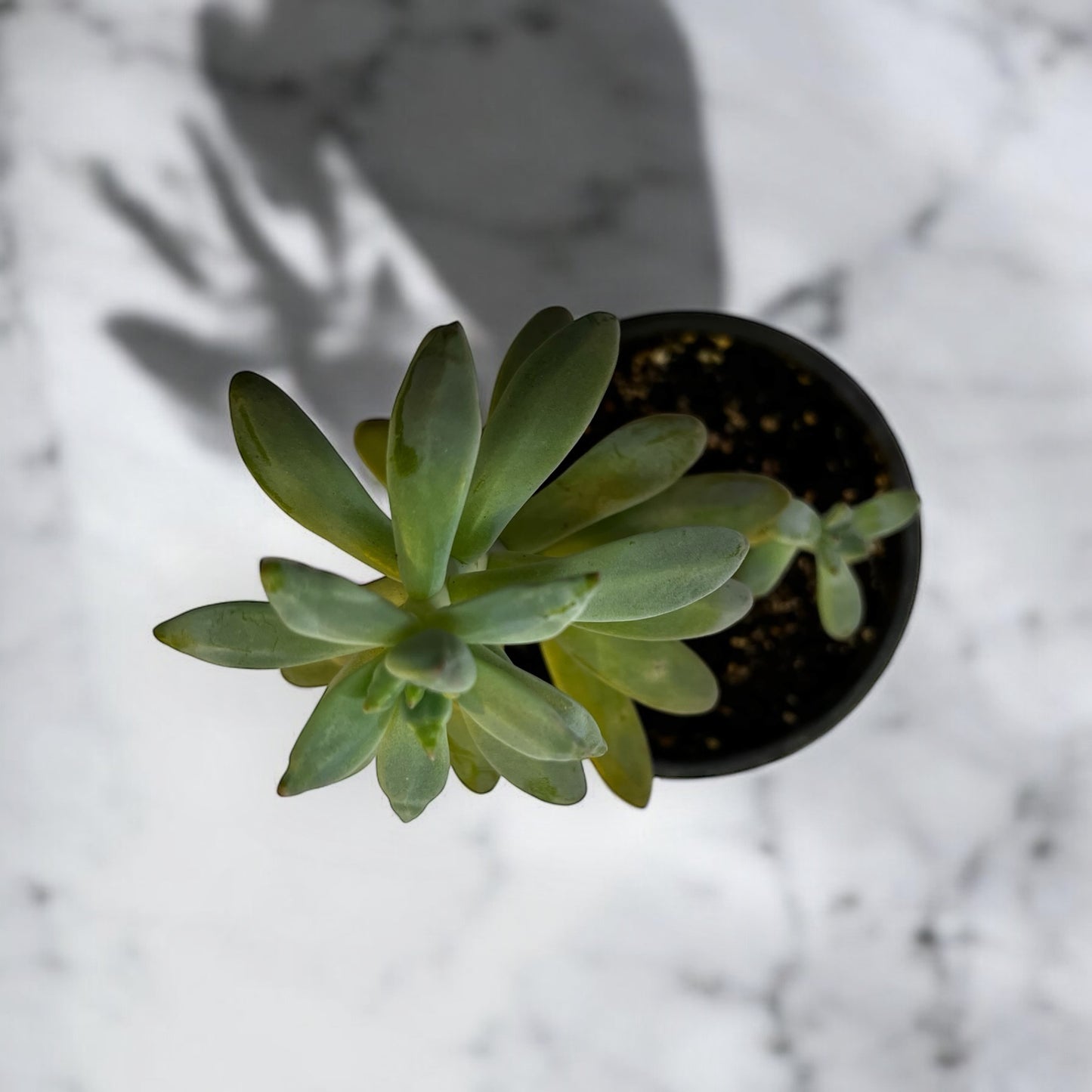 Graptosedum Francesco Baldi