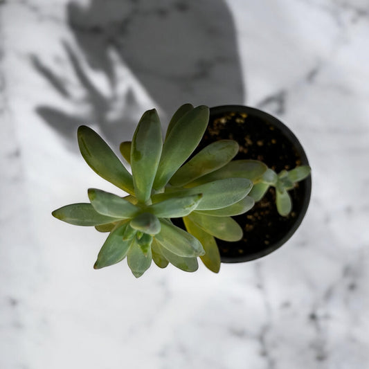Graptosedum Francesco Baldi