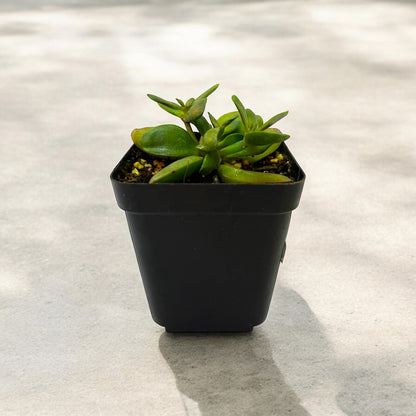 Crassula Pubescens Rattrayi