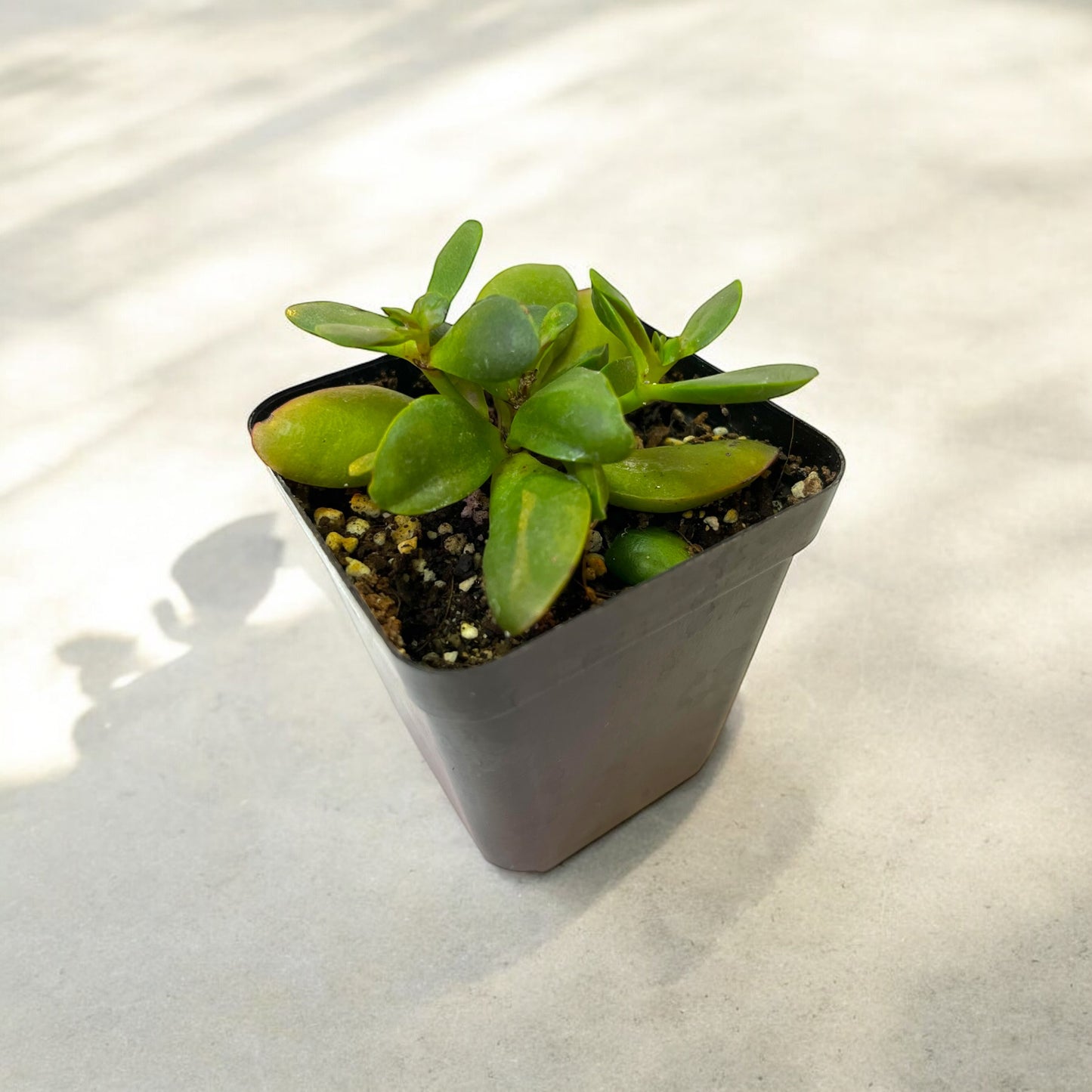 Crassula Pubescens Rattrayi