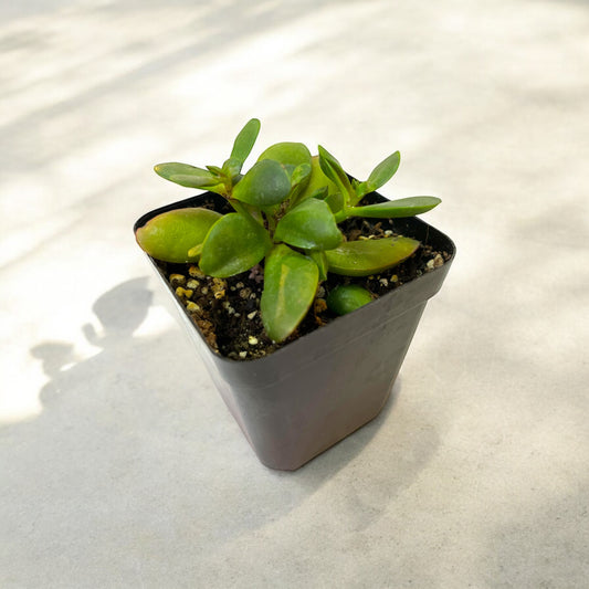 Crassula Pubescens Rattrayi