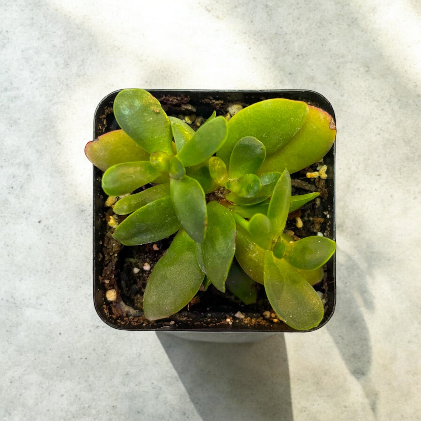 Crassula Pubescens Rattrayi