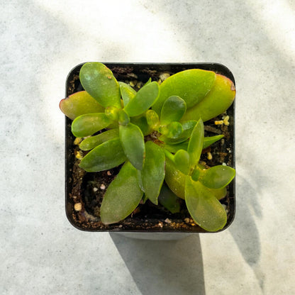 Crassula Pubescens Rattrayi