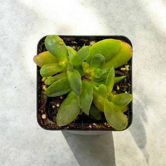 Crassula Pubescens Rattrayi
