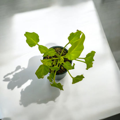 Philodendron Warscewiczii