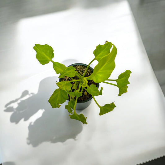 Philodendron Warscewiczii