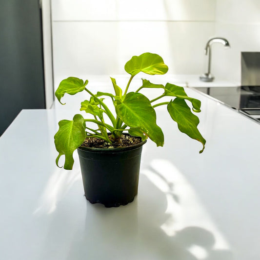 Philodendron Warscewiczii