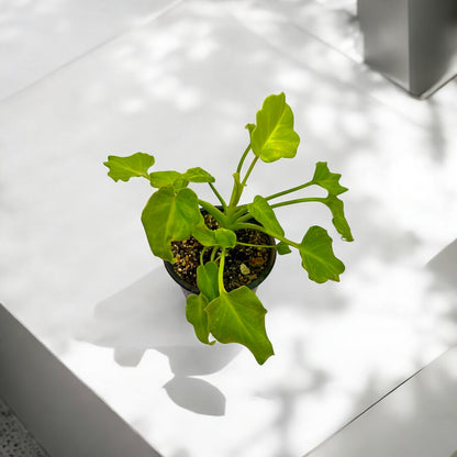 Philodendron Warscewiczii