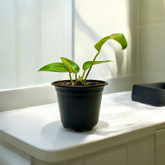 Philodendron Longifolio Enano