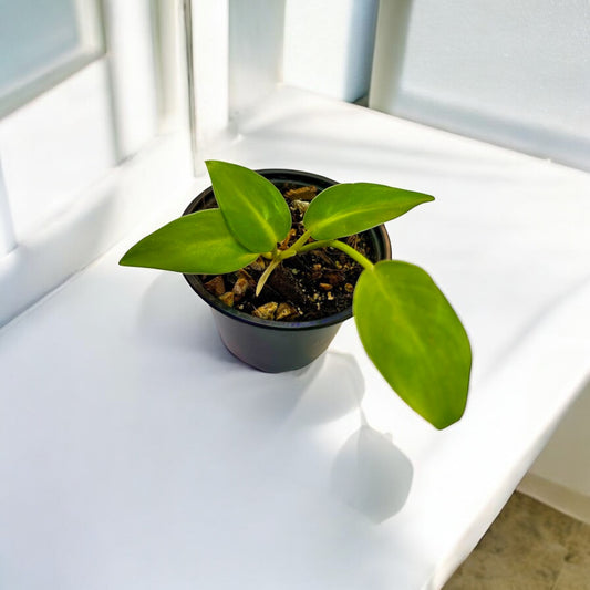 Philodendron Longifolio Enano