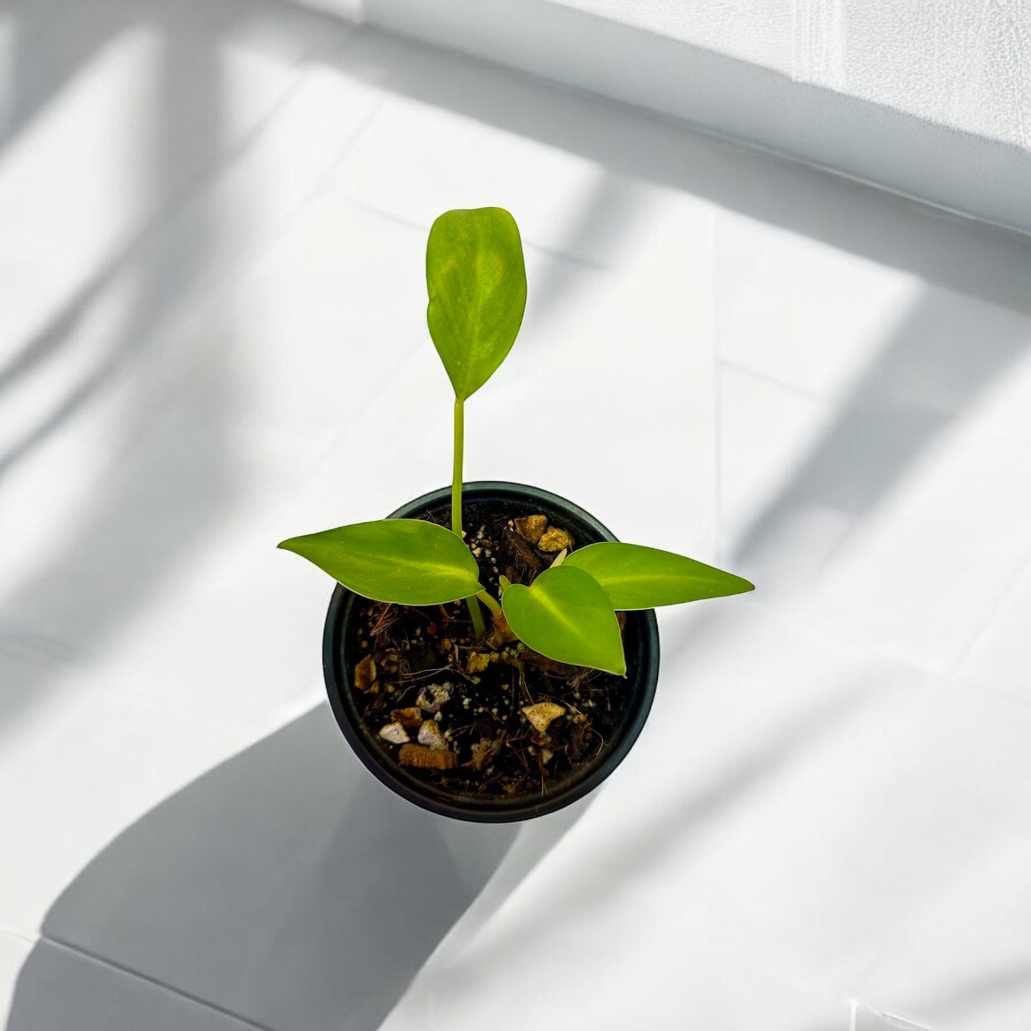 Philodendron Longifolio Enano