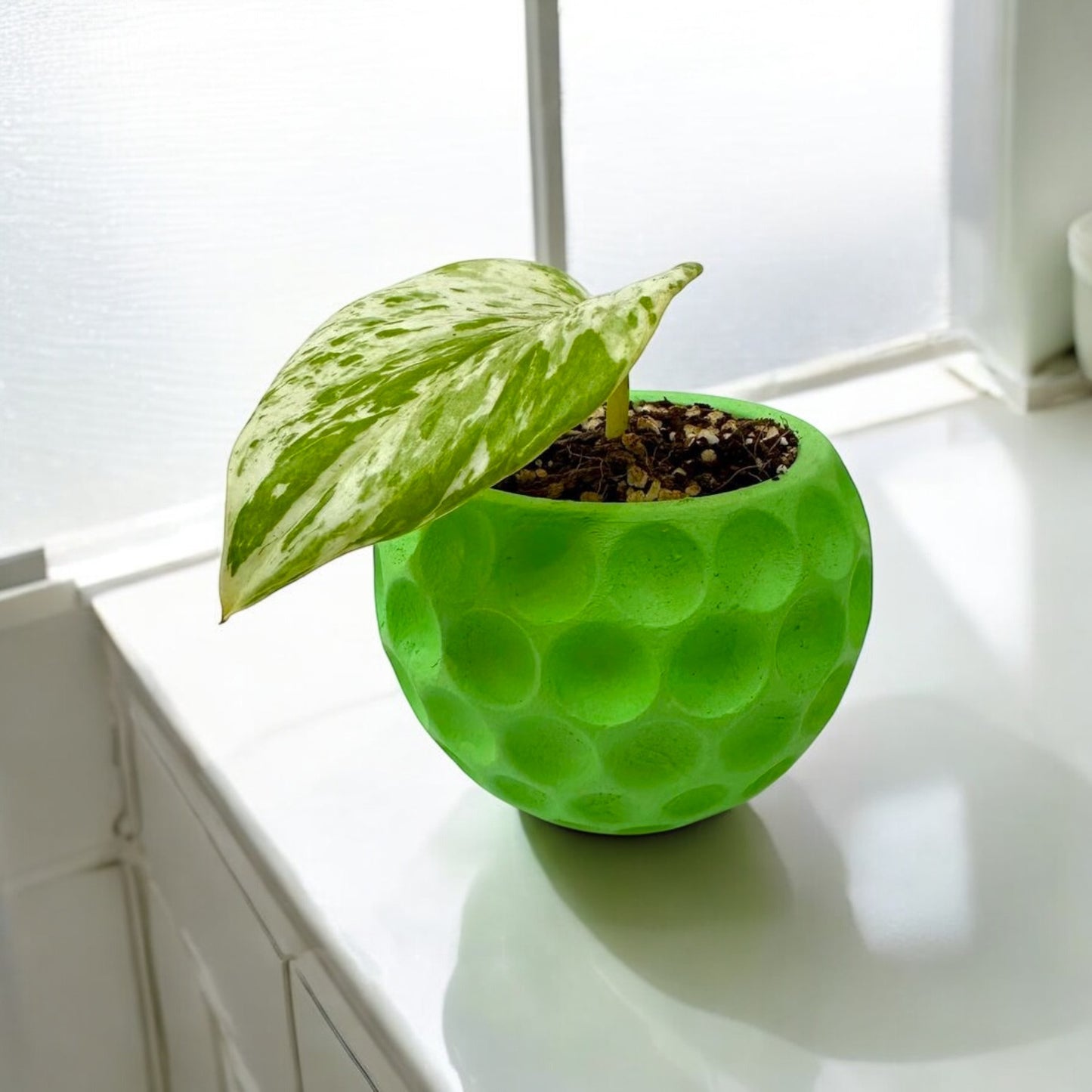 Pothos Marble Queen (Incluye maceta decorativa)