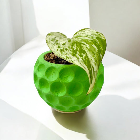 Pothos Marble Queen (Incluye maceta decorativa)