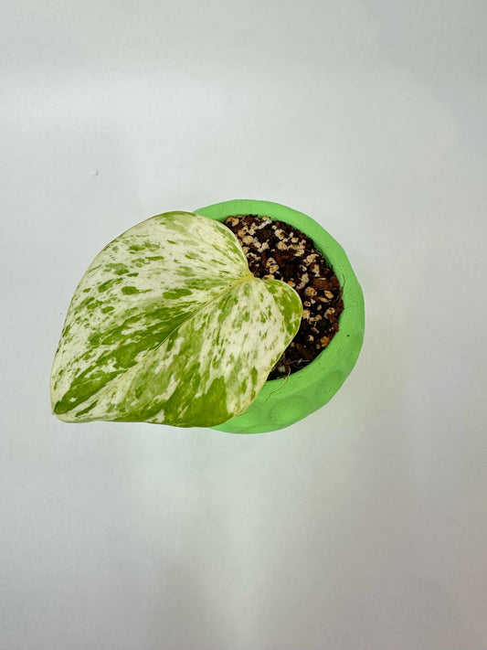 Pothos Marble Queen (Incluye maceta decorativa)